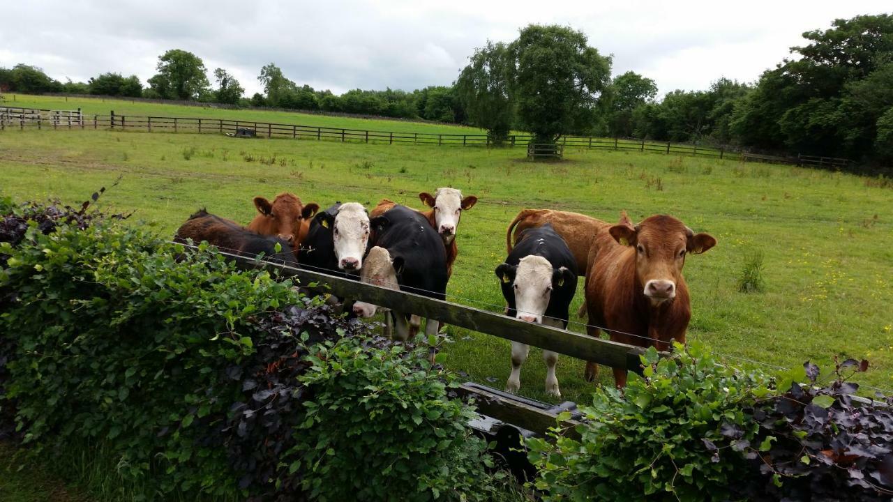 Hazelwood Country House Bed and Breakfast Adare Exterior foto